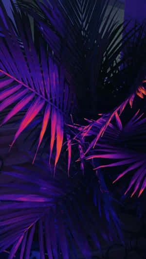 夜晚，紫色和粉紅色的霓虹燈在熱帶棕櫚葉上發光。 — 深紫色美學 GIF 壁紙