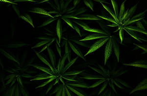 黑色背景下發光的綠色大麻葉特寫。