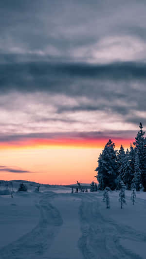 日落時分，輪胎痕跡引領穿過樹木的雪地冬日小徑。