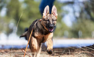 一隻德國牧羊犬幼犬張開嘴巴跑過草地。
