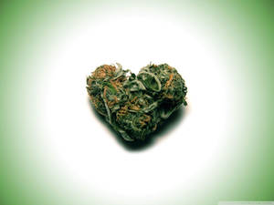 心形大麻花蕾，綠色葉子，橙色雌蕊，漸變背景