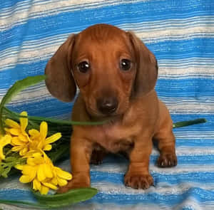 一隻小臘腸犬幼犬在條紋毯子上與黃色花朵一起。