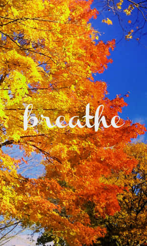 秋天的樹，樹葉橙色和黃色，襯托藍天，白色草書文字 breathe