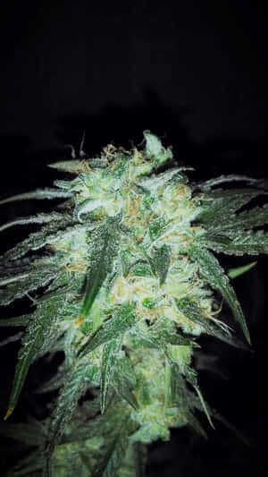 特寫鏡頭：一株大麻植物在人造光下帶有霜狀毛狀體。