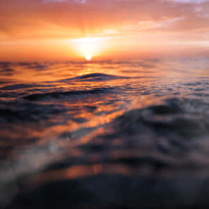 海上的夕陽，發光的水面和柔和焦點的前景。