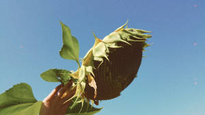 一隻手托著一朵低垂的向日葵，在清澈的藍天下。