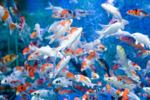 色彩繽紛的錦鯉在藍色水族箱中游動，氣泡升起。 — 錦鯉 壁紙