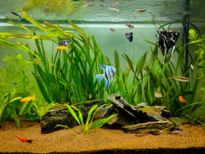 色彩繽紛的魚兒在種植了植物、有岩石和綠意的水族箱中游動。