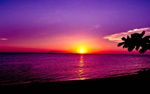海洋上充滿活力的紫色和橙色夕陽，帶有棕櫚樹剪影