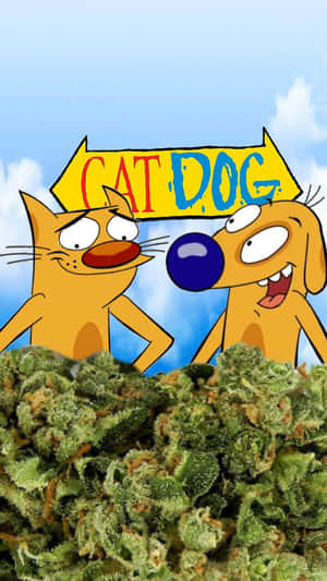 卡通貓狗喺綠色大麻花蕾上面偷望，仲有個「CAT DOG」牌。