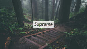 霧林中的木製台階，高聳的樹木和蕨類植物 — Hypebeast GIF 壁紙