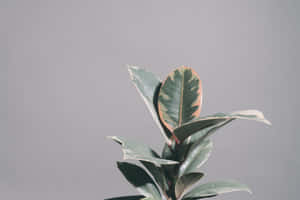 雜色橡膠植物，綠色和奶油色葉子，灰色背景 — 平靜 壁紙