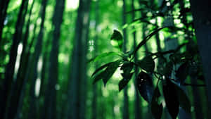 陽光穿過綠葉的竹林
