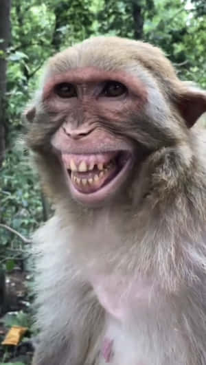 一隻在森林環境中咧嘴大笑的猴子。