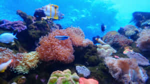 色彩繽紛的珊瑚礁，魚群在清澈藍色海水中的海葵間游動。