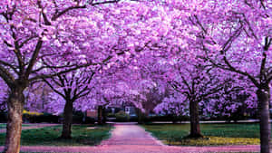 公園裡一條兩旁種滿盛開櫻花樹的小路。