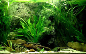 寧靜水族箱環境中的水生植物和岩石。