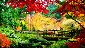 一座木橋在色彩繽紛的秋日花園中，有紅色和金色的葉子。
