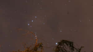 繁星點點的夜空，星座在樹木剪影上方。