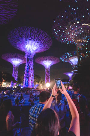 人們在新加坡夜間拍攝發光紫色超級樹。