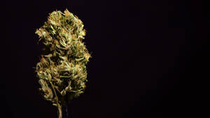 黑色背景上，帶有綠色和琥珀色色調的乾燥大麻花蕾。