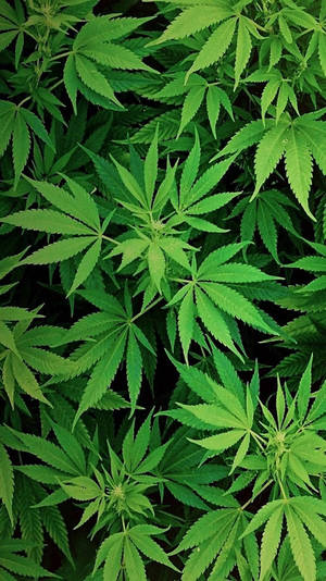 茂盛綠色大麻葉的特寫，帶有詳細葉脈和鋸齒邊緣。