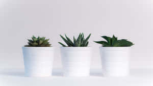 白色表面上三個白色花盆中的小多肉植物。 — 白色美學gif 壁紙