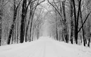 積雪的森林道路，兩旁是光禿禿的樹木