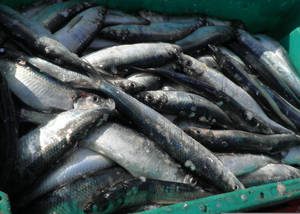 市場上堆放在綠色板條箱中的新鮮捕獲銀色魚類。 — 美食 壁紙
