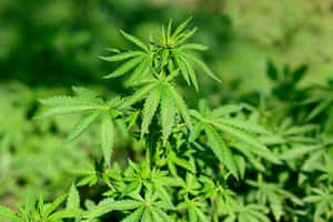 大麻植物的特寫，帶有鋸齒狀葉子，在自然陽光下。