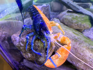 一隻色彩繽紛的龍蝦，藍色鉗子和橙色外殼，坐在水族箱的石頭上。