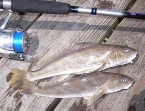 兩條魚在木碼頭上，旁邊有一根釣魚竿。