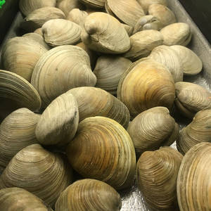 海鮮市場金屬托盤中的新鮮蜆。 — 美食 壁紙