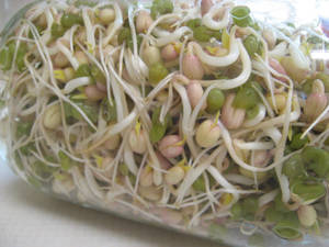 新鮮豆芽在透明容器中，帶有水珠。