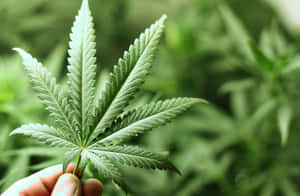 在綠色花園中手持大麻葉。