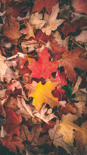 森林地面上落下的紅黃色調楓葉