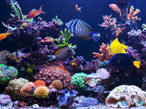 色彩繽紛的熱帶魚在鮮豔的珊瑚間游動於水族館中。