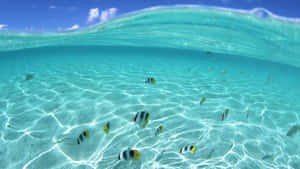 條紋魚在清澈碧綠的海水中游動，伴隨著陽光圖案。