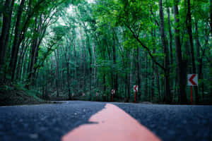 蜿蜒的森林道路，紅色轉彎標誌被高大的綠色樹木環繞。