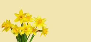 一簇黃色水仙花，帶綠色莖，在奶油色背景上。