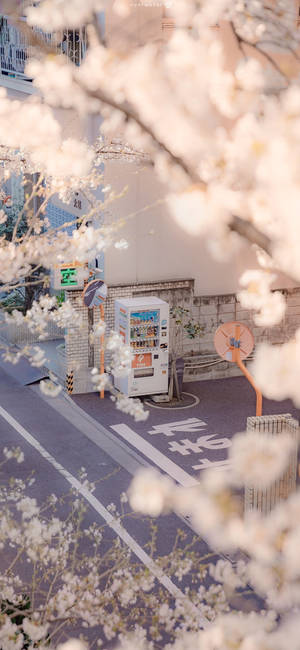 櫻花框住一條寧靜日本街道上的自動販賣機。 — 日本 壁紙