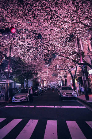 粉紅色櫻花在夜間城市街道上形成發光的樹冠，有汽車和行人。 — 日本 壁紙