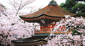 一座被盛開粉紅櫻花包圍的日本寺廟。