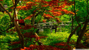 日本花園中池塘上的石橋，周圍有綠色和紅色的楓樹。 — 花園牆外 壁紙