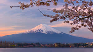櫻花在平靜的湖面上映襯著日落時的富士山。