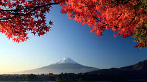 紅色楓葉框住了日出時分的富士山，山頂積雪，天空晴朗湛藍。
