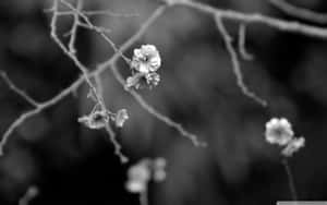 光禿樹枝上櫻花的黑白照片，背景模糊。