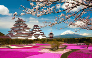 日本城堡與櫻花和富士山，背後是粉紅色花田。