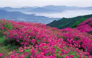 粉紅色杜鵑花在山脊上盛開，山谷霧氣瀰漫，遠峰隱約可見。 — 春天 壁紙