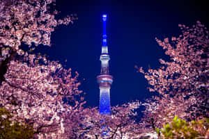 夜晚被櫻花樹環繞的東京晴空塔亮起燈光。